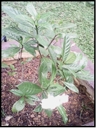 SUSUN KELAPA Tabernaemontana