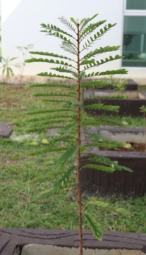 naga buana