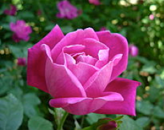 rosa
