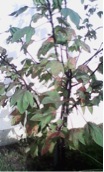 roselle