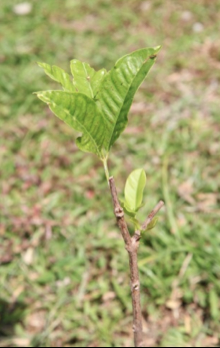 serai kayu