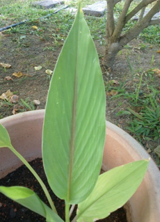 temulawak